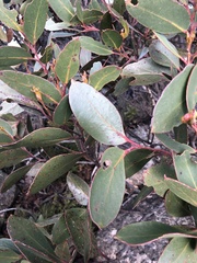 Eucalyptus serraensis