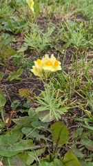 Linaria vulgaris