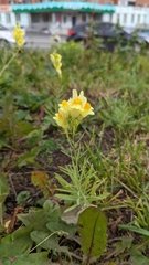 Linaria vulgaris