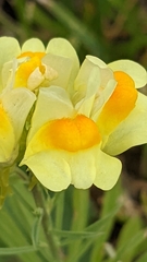 Linaria vulgaris