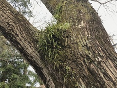 Lepisorus thunbergianus