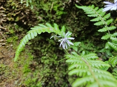 Thalictrum acutifolium