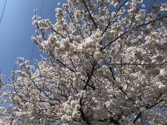 Prunus × yedoensis