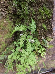 Thalictrum acutifolium