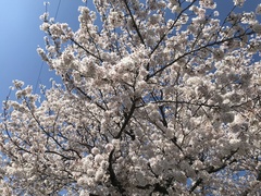 Prunus × yedoensis
