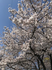 Prunus × yedoensis