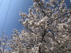 Prunus × yedoensis