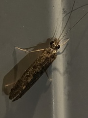 Neurobathra strigifinitella