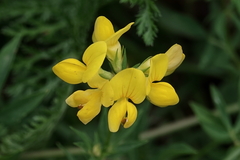 Lotus corniculatus