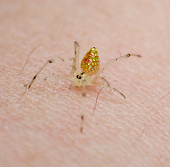 Thwaitesia margaritifera