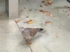 Streptopelia orientalis orientalis