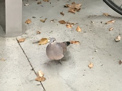 Streptopelia orientalis orientalis