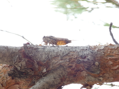 Cicada cretensis