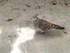 Streptopelia orientalis orientalis