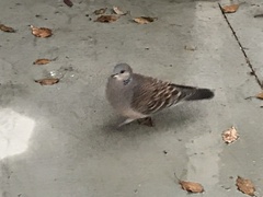 Streptopelia orientalis orientalis