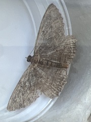 Philereme transversata