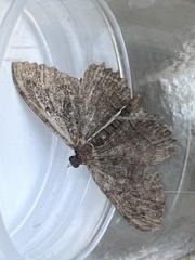 Philereme transversata