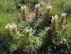 Pedicularis physocalyx