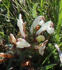 Pedicularis physocalyx