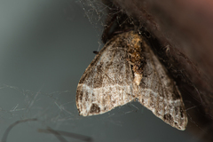 Ecliptopera capitata