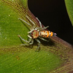 Cosmophasis micarioides