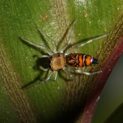 Cosmophasis micarioides