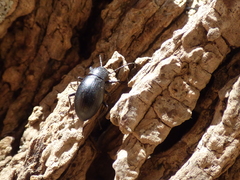 Helopini