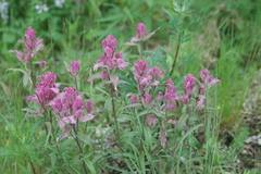 Castilleja raupii