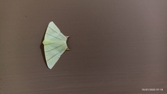 Ourapteryx marginata