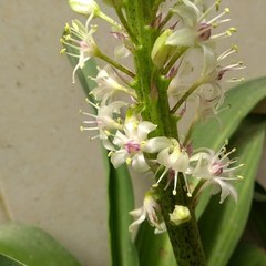 Angiospermae