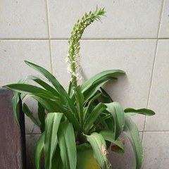 Angiospermae