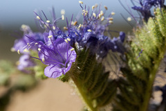 Phacelia corrugata