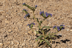 Phacelia corrugata