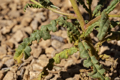 Phacelia corrugata