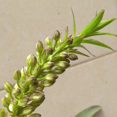 Angiospermae