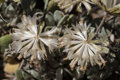 Chamaechaenactis scaposa