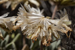 Chamaechaenactis scaposa