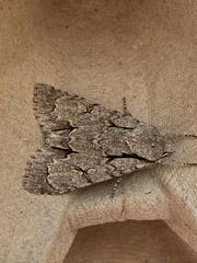 Acronicta tridens