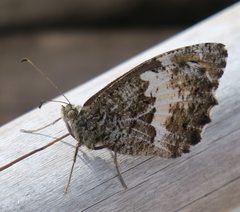 Hipparchia neomiris