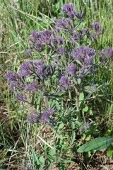 Nepeta ucranica