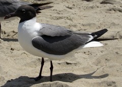 Leucophaeus atricilla