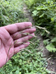 Bromus benekenii