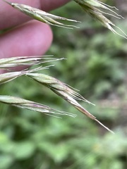 Bromus benekenii