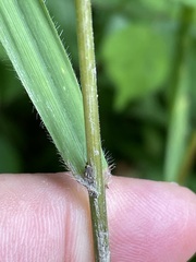 Bromus benekenii