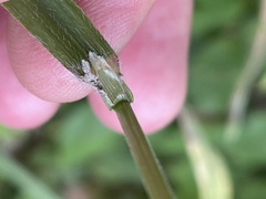 Bromus benekenii