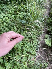 Bromus benekenii