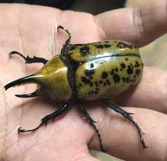 Dynastes hyllus
