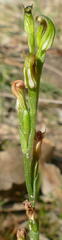 Pterostylis clivosa