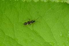 Globiceps flavomaculatus