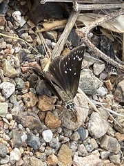 Pholisora
